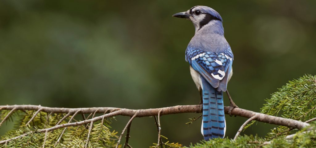 A blue jay perches on a branch.