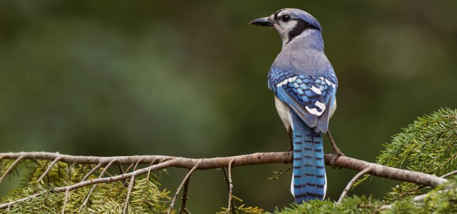A blue jay perches on a branch.