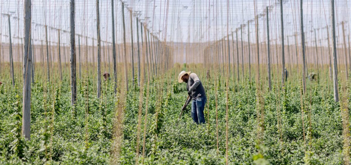 A field worker uproots weeds in between rows of hops on a farm near Sunnyside, Wash., on June 14, 2023.