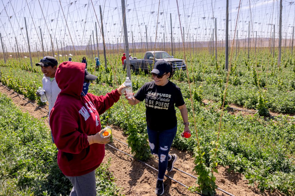 United Farmer Workers employee Lorena Abalos passes out bottles of drinking water to agriculture workers in a hops field in Washington state's Yakima Valley