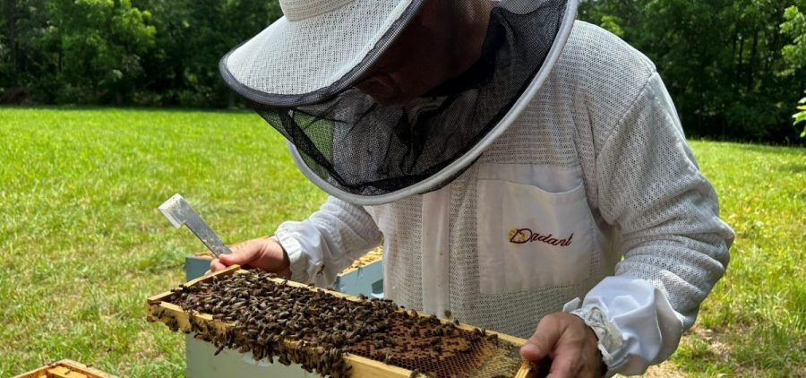 Beekeeper Steven Reese inspects his hives at Bennett Orchards in Frankford, Del.