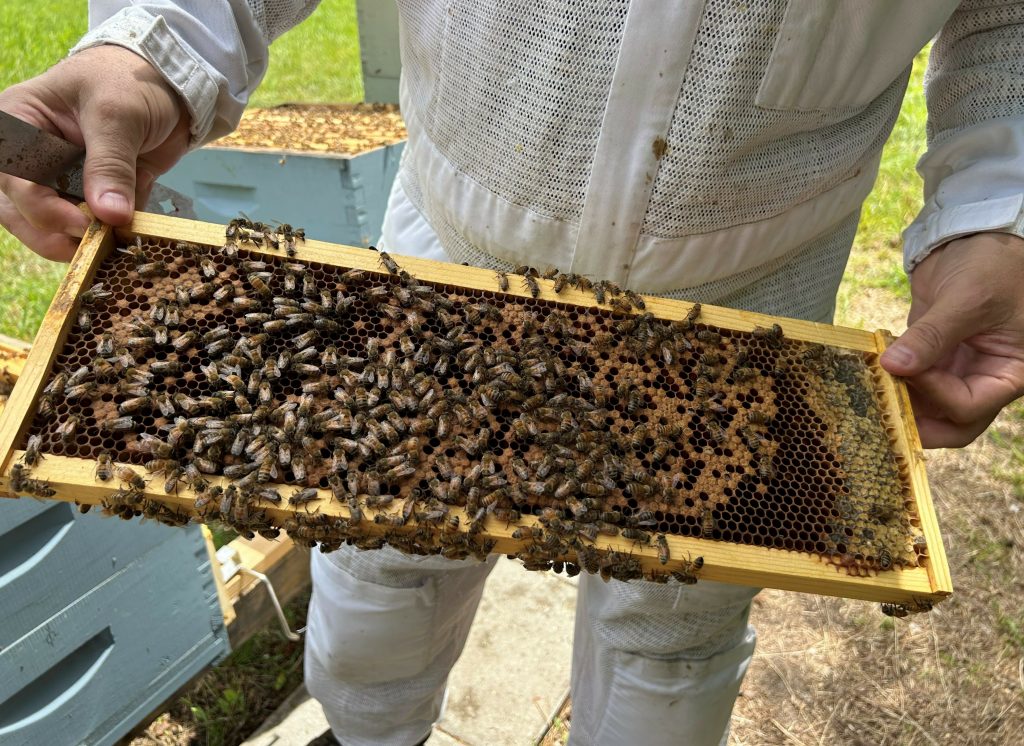 A beekeeper holds part of a hive with bees on it.