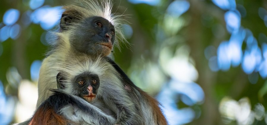 An adult and a young red colobus monkey hold each other atop a branch