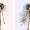 An illustration of the head and mouth parts of Anopheles sp. female and male mosquitoes.