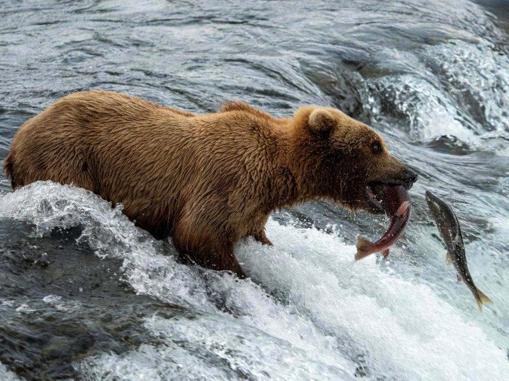 A bear snags a fish jumping out of the river.
