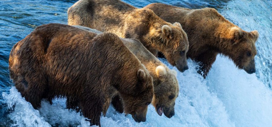 Four bears line up at the falls on the Brooks River in Katmai National Park and Preserve, hoping to snatch a salmon out of the air.