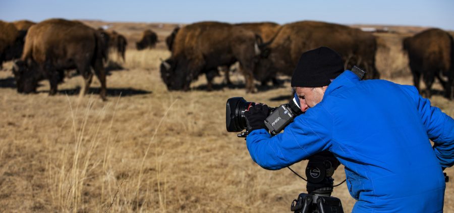Videographer in blue coat filming herd of buffalo in the Plains of South Dakota