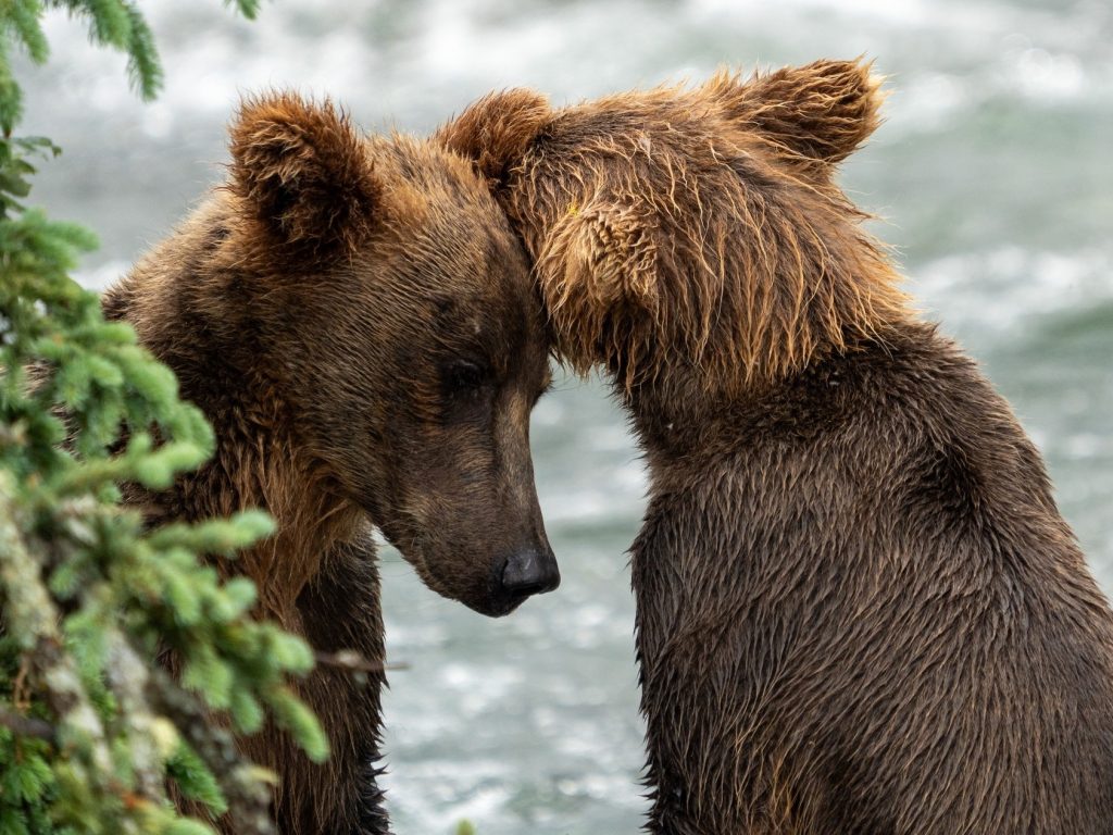 A bear nuzzles up to another with the river behind them.