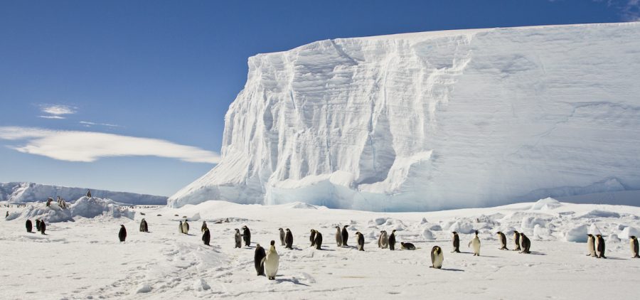 Emperor penguins on the sea ice of East Antarctica.