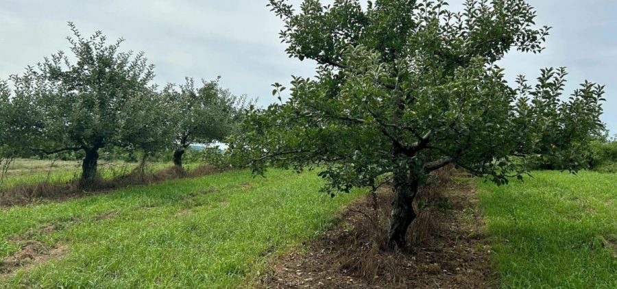 An apple orchard on an overcast day.