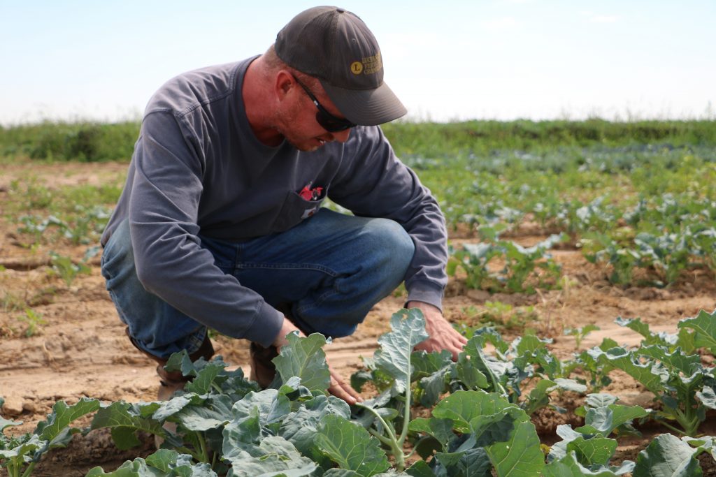 Derrick Hoffman surveys the broccoli plants at his farm
