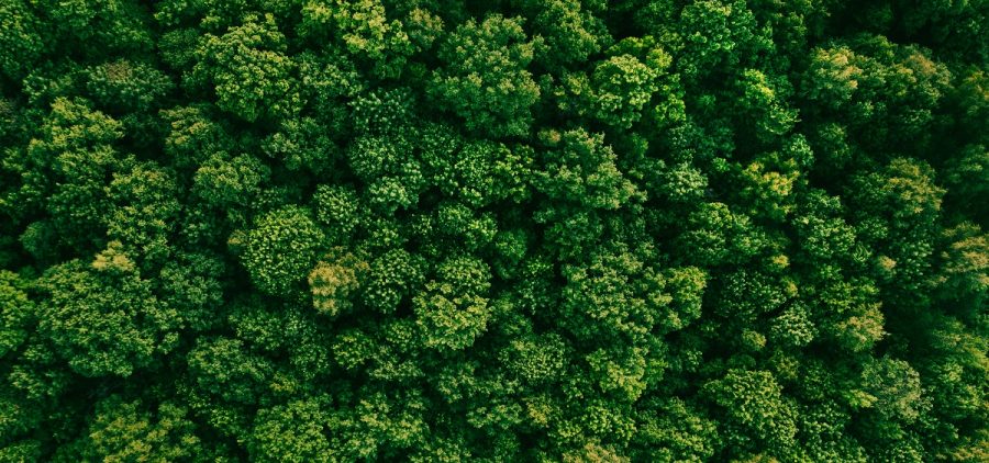 Mixed forest, green deciduous trees. Soft light in countryside woodland or park. Drone shoot above colorful green texture in nature