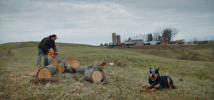 Dairy farmer, Jay Simeral saws wood at the backdrop of his Adena, Ohio farm as one of his mini blue heelers patiently waits for him to finish. Credit: Sam Mirpoorian