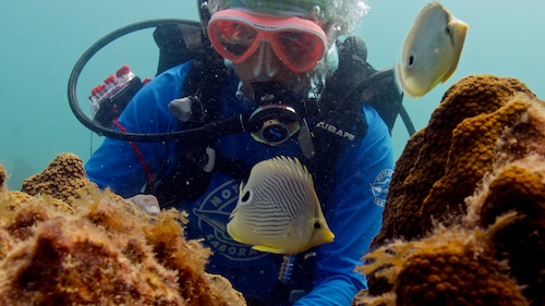 Dr. Erinn Muller underwater in scuba gear, examining corals with stony coral tissue loss disease in Florida. Credit: Duncan Brake/BBC Studios