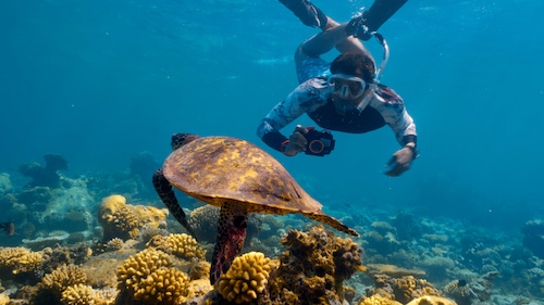 M. Sanjayan underwater in scuba gear, photographs a sea turtle in the Maldives. Credit: Mark Sharman/BBC Studios