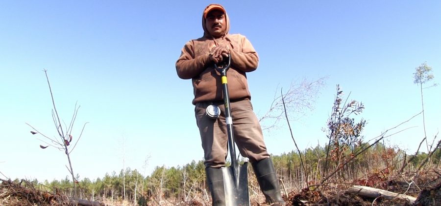 Man standing with shovel in a clear cut forest