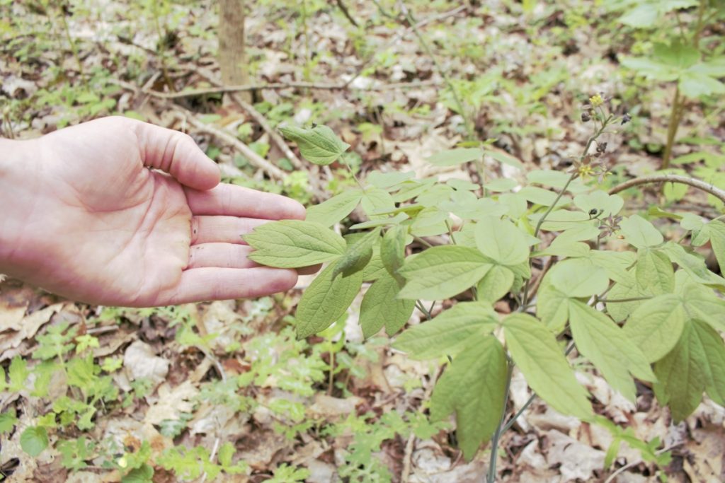 A hand touches a blue cohosh plant growing in a forest understory.