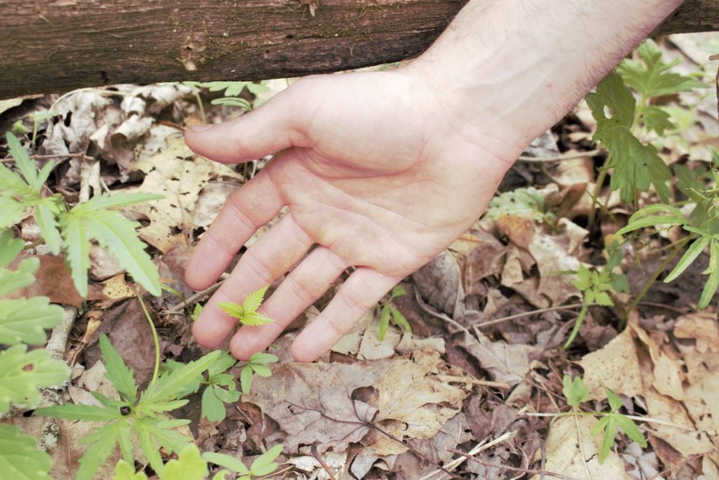 A hand reaches down to touch a baby ginseng plant.