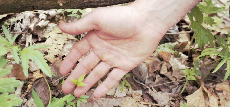 A hand reaches down to touch a baby ginseng plant.