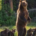 Grizzly 399 and her four newborn cubs, Grand Teton National Park.