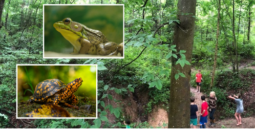 An image of a forest with superimposed images of a frog and a turtle.