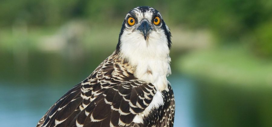 Close up of an osprey bird with stunning orange/yellow eyes looking directly at camera