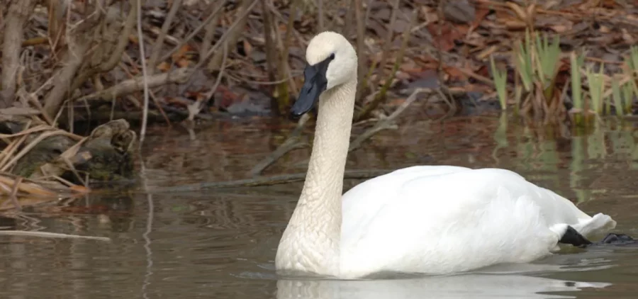 A trumpeter swan swims in a lake