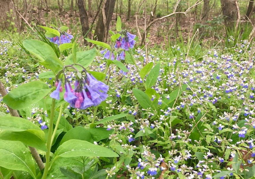 A photo of wildflowers in bloom.