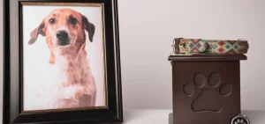 A memorial for a dog includes a picture and a collar on a pedestal