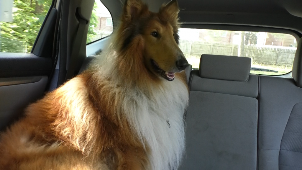 Albert, a collie, sits in the back seat of a taxi operated by his owner, John Diles.