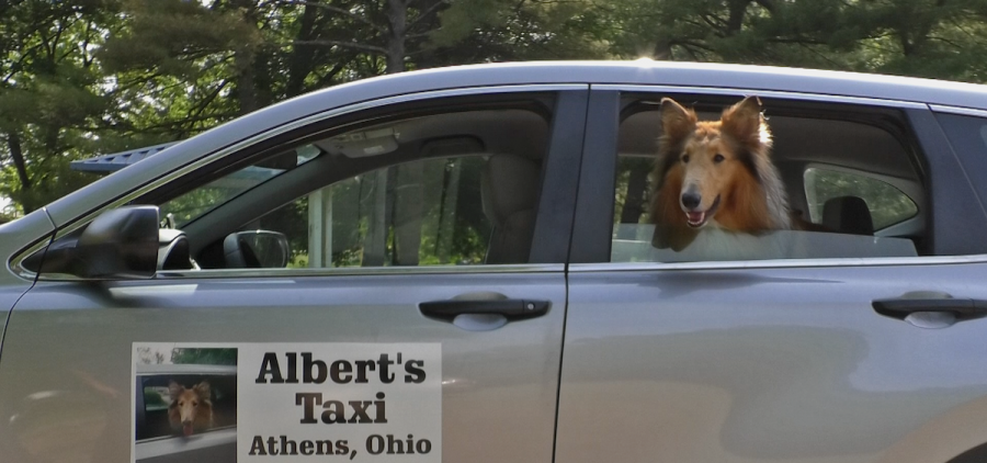 Albert, a collie, looks out the window of the taxi operated by his owner, John Diles.