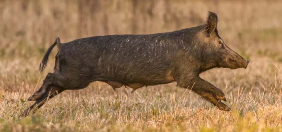 A feral pig running.