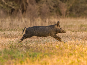 A wild hog running through a field.