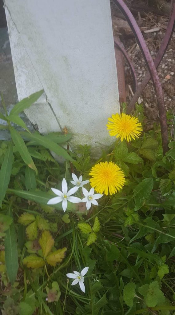 An image of two kinds of wildflowers, one of them is white and one of them is yellow.