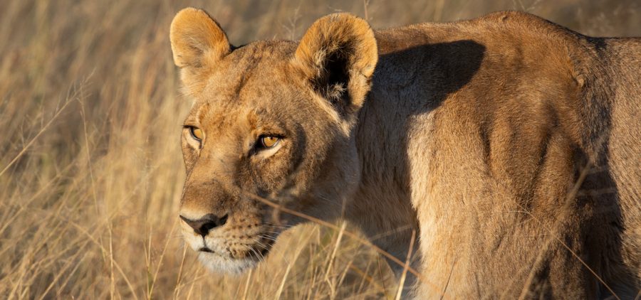 A young lioness stalks prey to feed the hungry cubs of the Xudum Pride. Credit: Russell Barnett/ BBC Studios