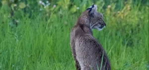 A bobcat sits in a grassy field