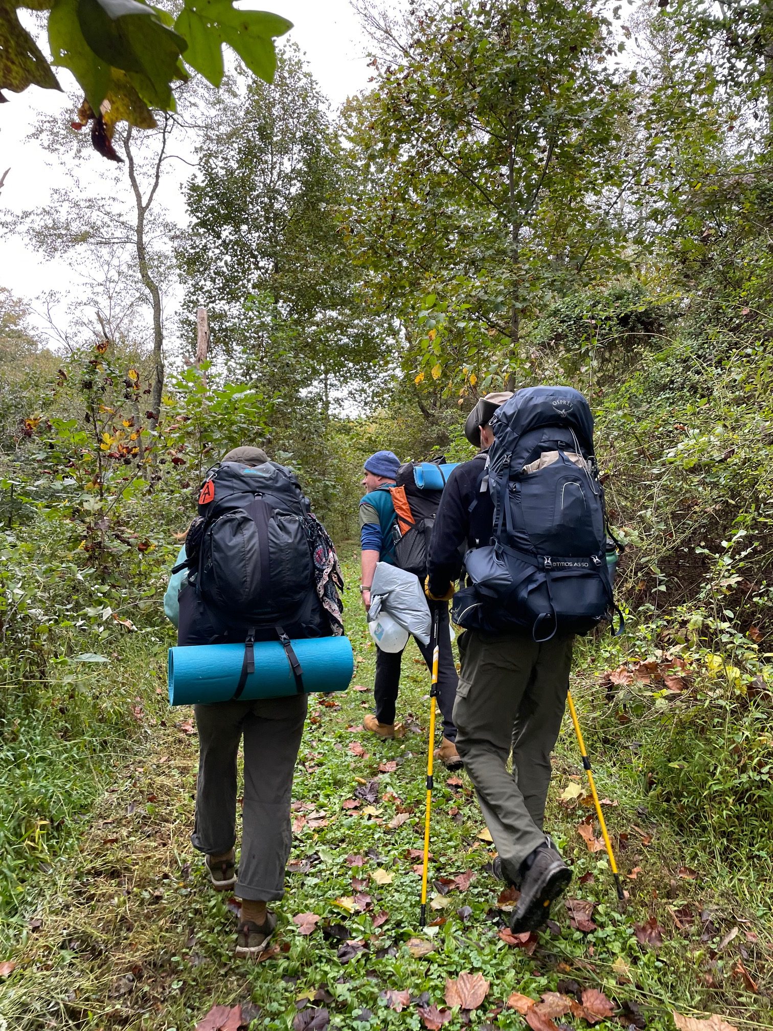 An image of two people backpacking outside in the woods.