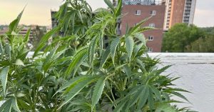 Cannabis plants growing on a rooftop.