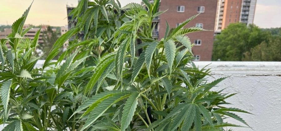 Cannabis plants growing on a rooftop.