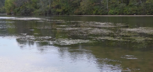 A toxic algae bloom at Strouds Run State Park.