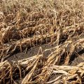 A drought-stricken corn crop.