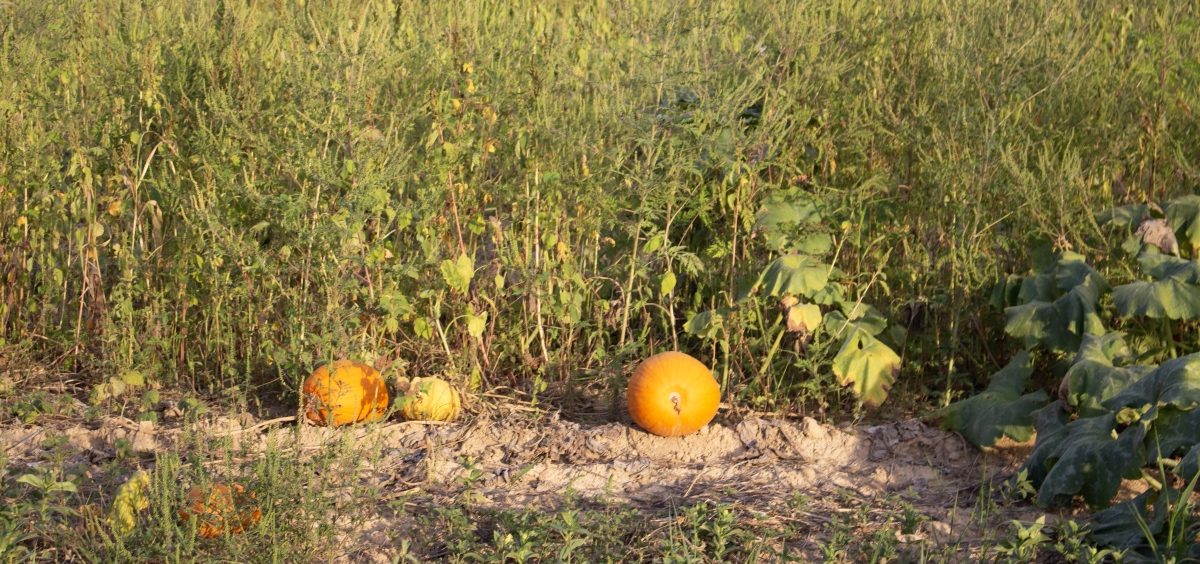 A handful of unhappy-looking pumpkins sit in an overgrown field. The ground under them is dry.