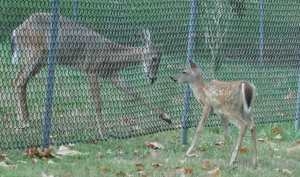 A doe and a fawn are playing with each other. The doe is on one side of the Highland Park fence and the dawn is on the other.