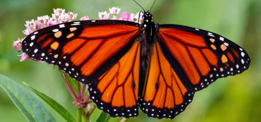 A monarch butterfly sits on milkweed.