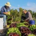 Volunteer gardener Charlie Reitsma, left, and The Garden for All co-founder Shawn Duffy harvest a row of lettuce.