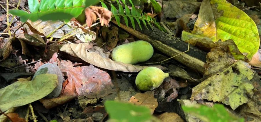 Two pawpaw fruits sit on a forest floor.