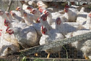 A group of adult chickens peer through a wire cage.