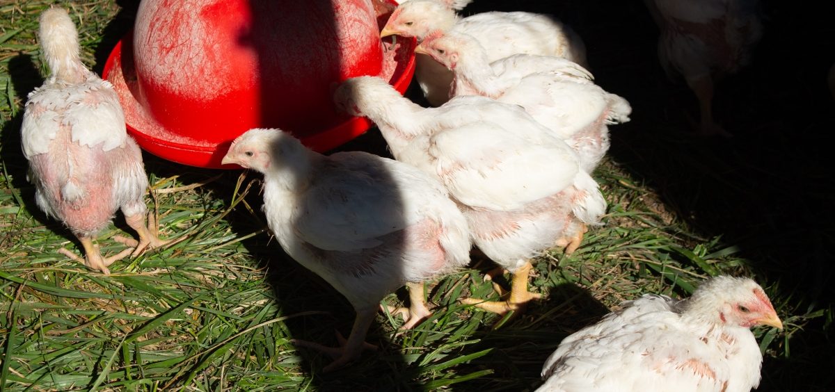 A group of young chickens gathers around a round red watering trough.