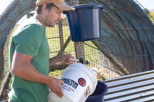 A man pours a five-gallon bucket full of water into a container attached to a chicken enclosure.