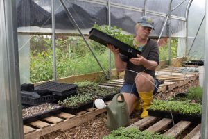 A woman crouches in a high tunnel while lifting a planter with lettuce shoots.